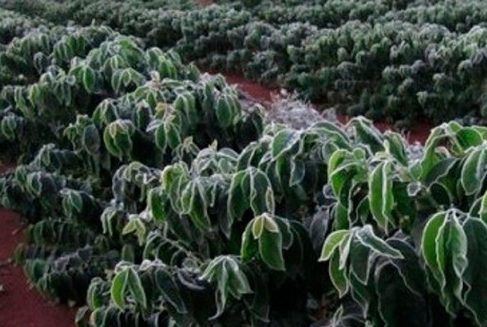 Café resistente ao frio: pesquisa da UFLA utiliza selênio para proteger contra geadas e baixas temperaturas