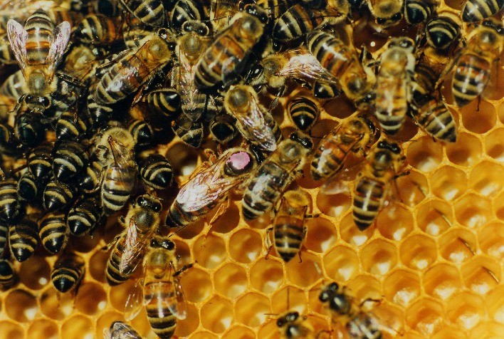 Produção de mel no RS deve manter mesmo patamar na safra 2021/2022