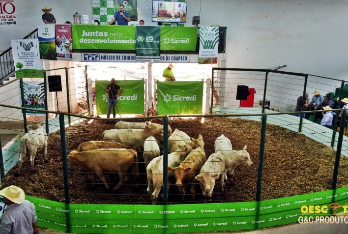 Bovicorte comercializa mais de 1,4 milhões em cabeças de gado