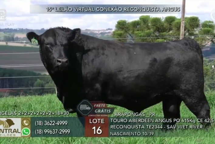 Reconquista garante média de R$ 17,85 mil para touros Angus