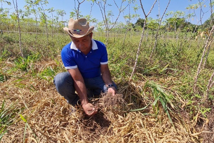 Técnicas conservacionistas garantem produção agrícola em solos arenosos