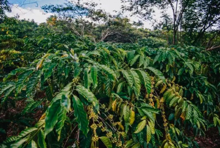 Como o café orgânico ajuda a reduzir o desmate em cidade no sul da Amazônia