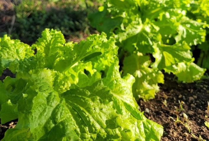 Projeto está fomentando o processo de certificação orgânica junto aos pequenos agricultores da região