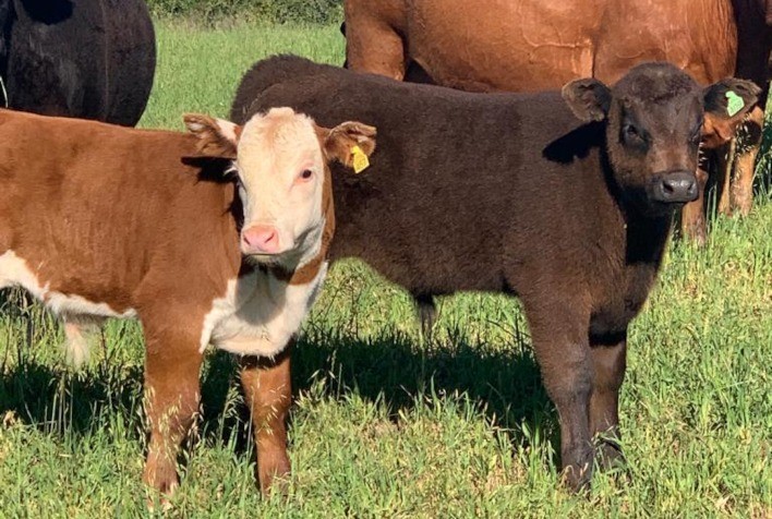 Preços do terneiro para o outono devem ser menores que a temporada passada