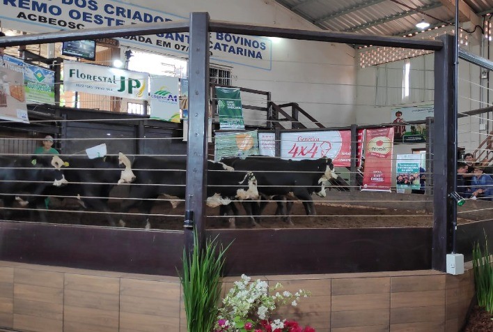 São Miguel do Oeste e região fortalecem bovinocultura de corte