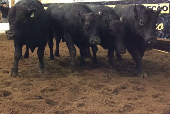 Temporada de Outono terá queda aproximada de 10% no preço de terneiros e terneiras