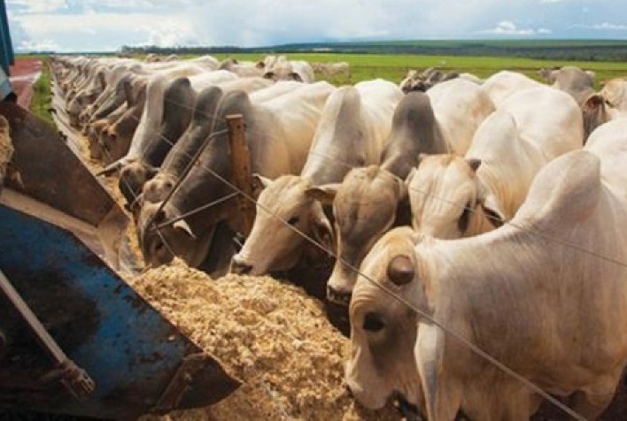 Confinamento, o que esperar do primeiro giro?