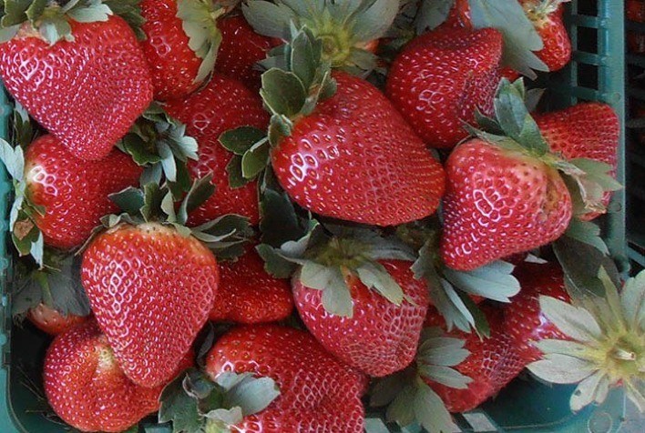 Morango em produção integrada promove o desenvolvimento sustentável e é diferencial de produtores certificados