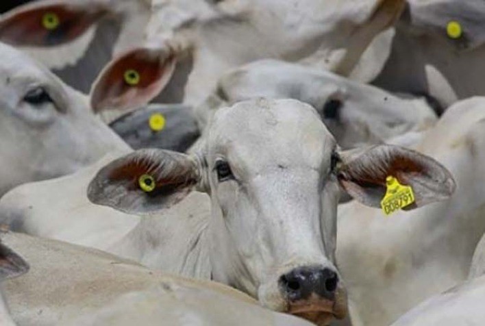Rastreabilidade de produtos pode contribuir para a abertura de novos mercados para pecuária