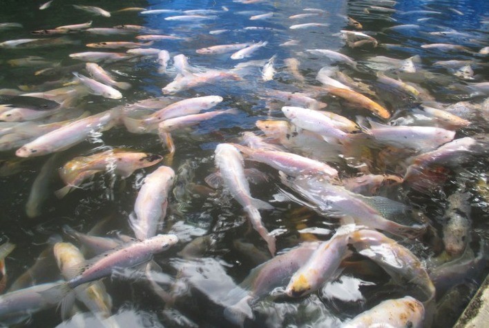 Sistema intensivo de produção de tilápia traz vantagens ambientais e competitividade econômica