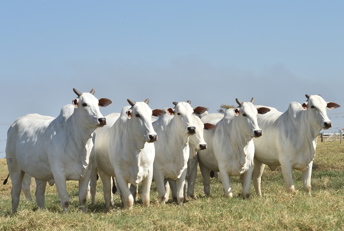 Projeto Nelore JOP chega aos 20 anos com importação de 2.300 embriões de bovinos da Índia e grande contribuição genética à pecuária brasileira