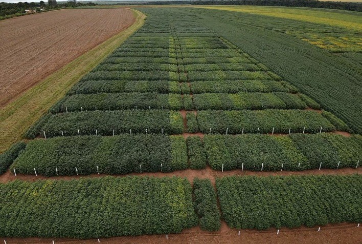 Ensaio de Cultivares em Rede de soja chega ao Mato Grosso