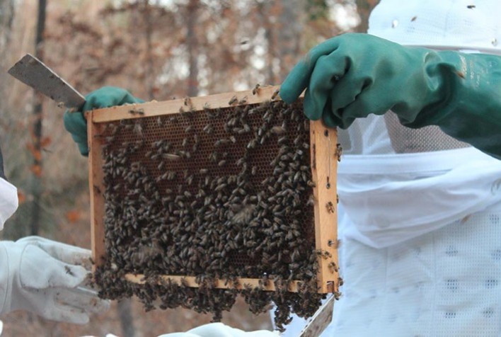 Produtos das abelhas sem ferrão carregam propriedades terapêuticas