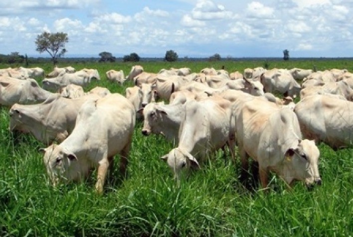 ‘Não definimos preço do boi nem da carne’, diz Tyson Foods