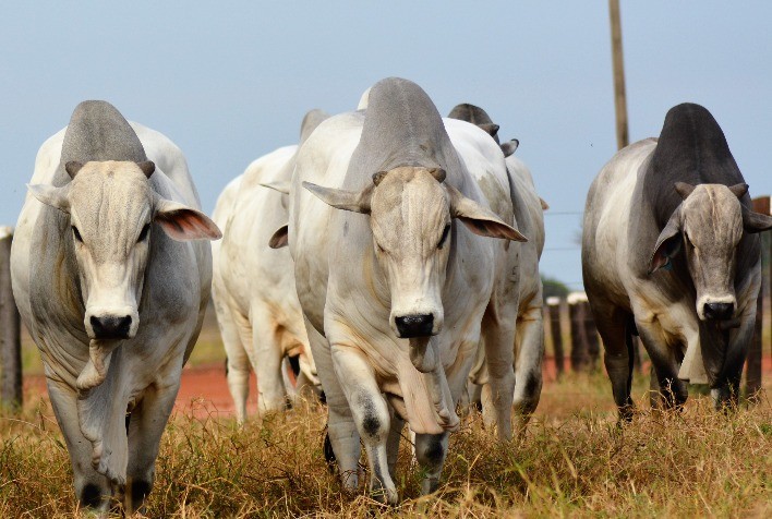ExpoZebu 2022: retorno da feira presencial traz destaque para genética bovina