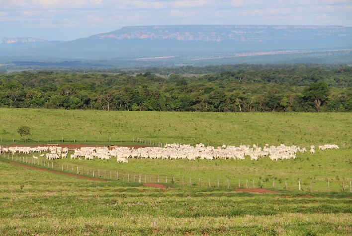 Por que é importante comprar touros com avaliação genética?