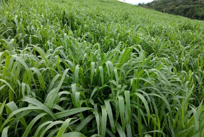 Embrapa lança a sua primeira cultivar de capim Brachiaria ruziziensis nos seus 49 anos
