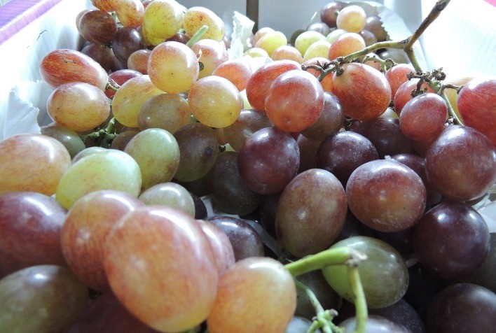 Indicação geográfica do vinho, da alcachofra e da uva de mesa avança com evento no interior de SP