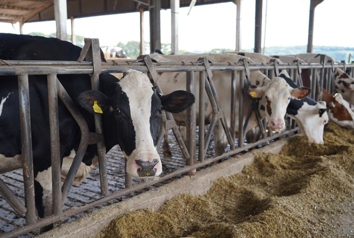 94% da produção leiteira da Frísia tem certificação de qualidade