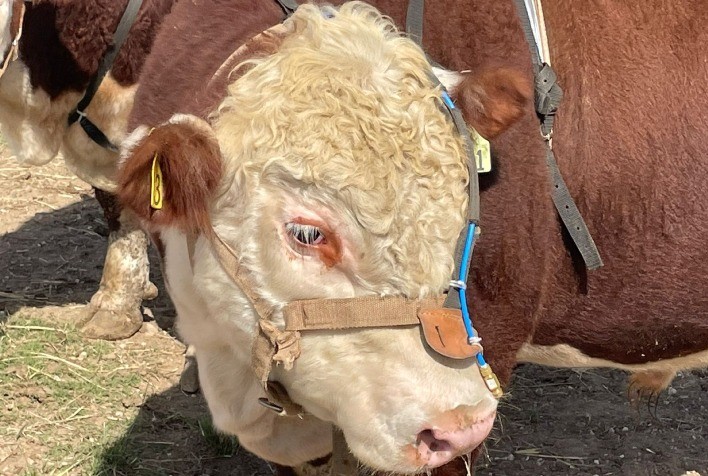 Embrapa e ABHB iniciam mensuração de emissão de metano em reprodutores