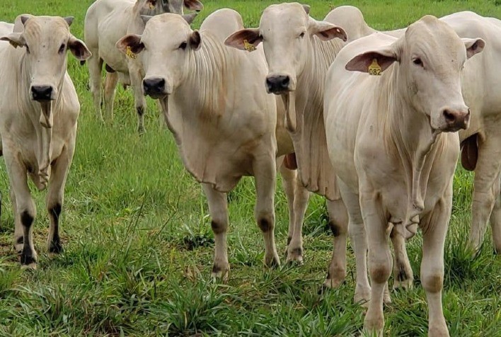 Programa de Desmama da Nutricorp: bem-estar animal é a pauta da vez na pecuária