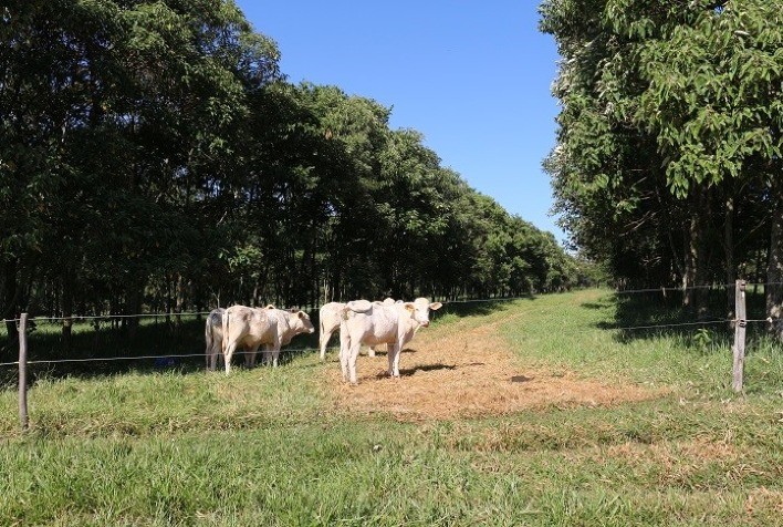 Árvores em sistemas pecuários possibilitam produção de carne carbono neutro
