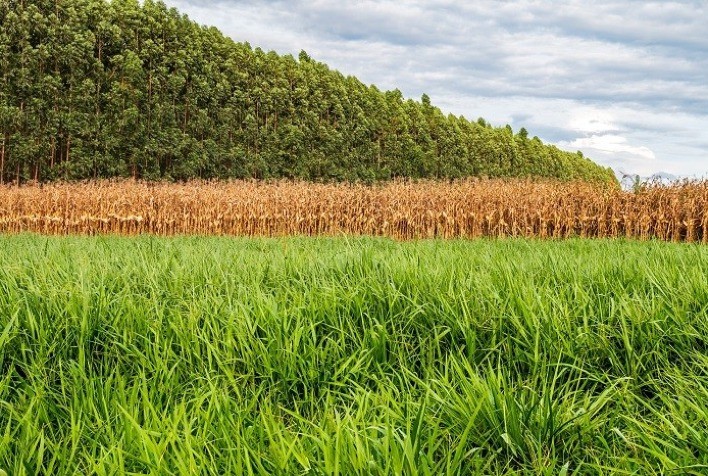 VLI e Embrapa estabelecem parceria para a implantação de programa de desenvolvimento territorial sustentável baseado em agroinovação
