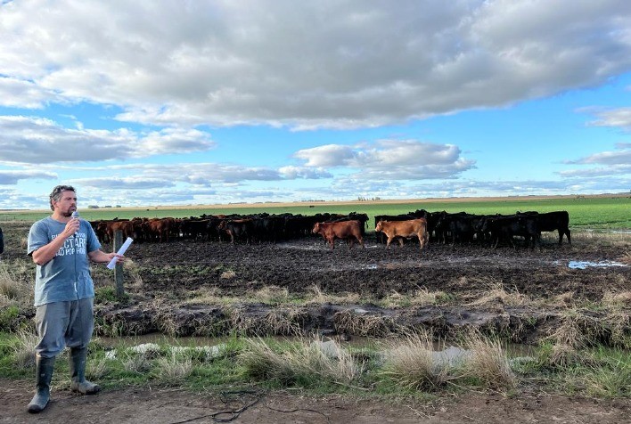 Touro bem avaliado é a “semente” de última geração da pecuária