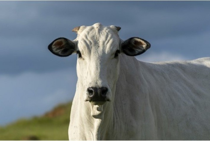 Cuidar do bem-estar dos bovinos também é ter agilidade no tratamento de infecções