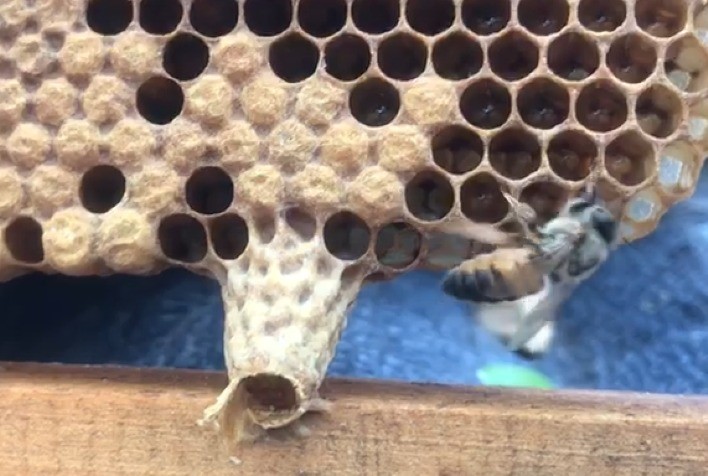 Apicultura – Rainhas Superiores