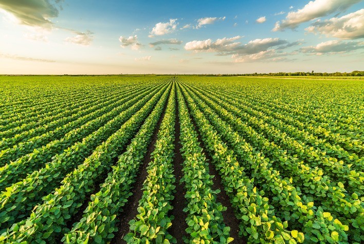 Herbicida Xeque Mate - IHARA Defensivos Agrícolas