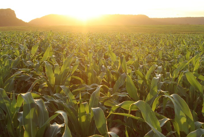 Milho: Eficácia superior sobre invasoras de difícil controle impulsiona adesão a nova molécula herbicida