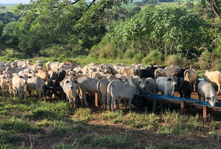 Seca: os gargalos e soluções para a época mais desafiadora da pecuária de corte