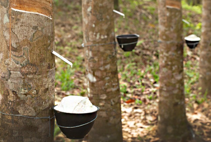 Curso on-line gratuito de produção integrada de borracha natural tem inscrições abertas