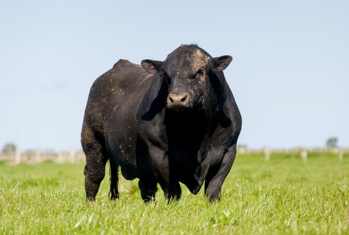 Com 20% a mais de animais, Expobrangus 2022 se torna a maior exposição da raça no Brasil