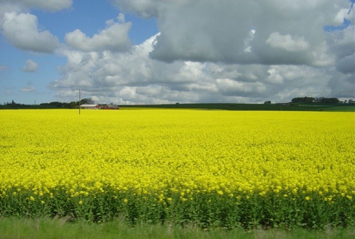 Projeto traça perfil de sustentabilidade da cadeia produtiva da canola