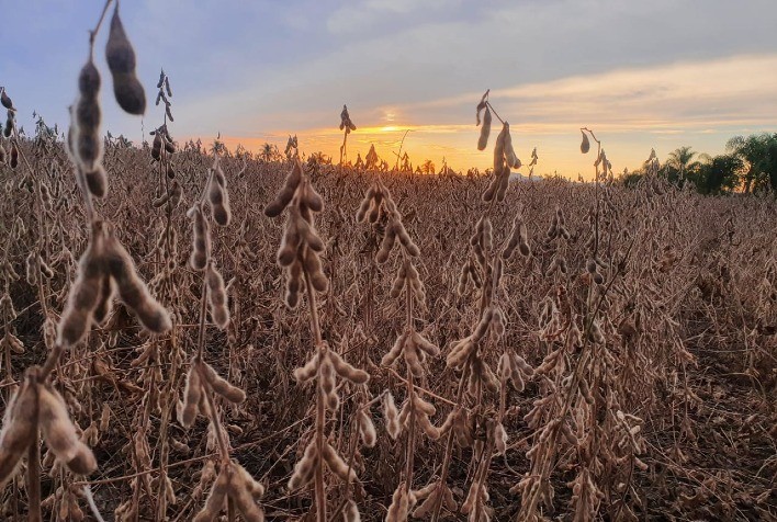 Capal ultrapassa 500 mil toneladas em recebimento de grãos na safra verão 21/22