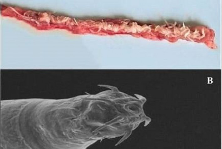 Fármaco é testado com bons resultados contra parasito de tambaquis