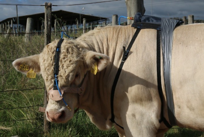 Embrapa e ABCC vão mensurar emissão de metano em touros charolês