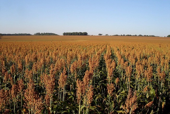 GESTÃO DE RISCOS: Mapa publica Zoneamento Agrícola do sorgo forrageiro e granífero para safra 2022/2023