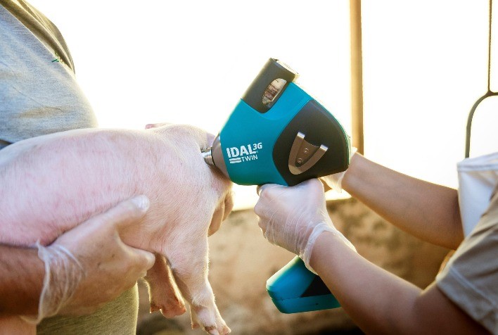 Vacinação sem agulha em suínos cresce mais de 20% em um ano e fortalece o bem-estar animal
