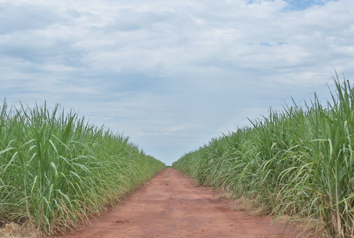 Produtor precisa monitorar condições climáticas para garantir produtividade no canavial