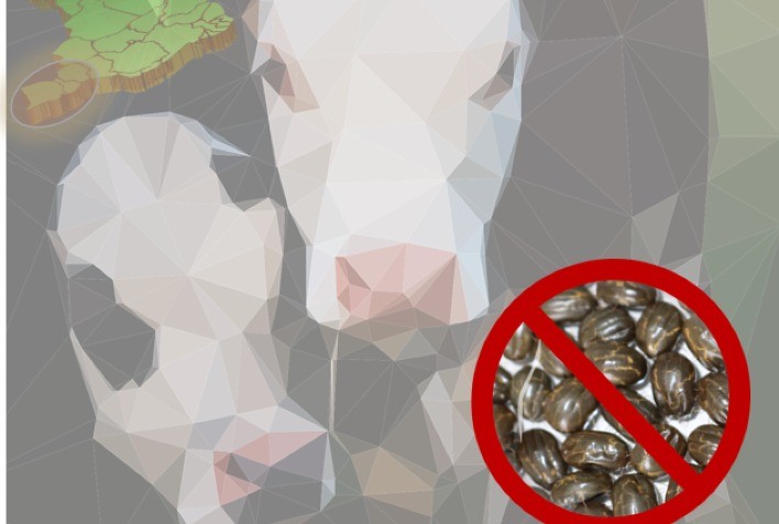 Embrapa lança Curso EAD sobre controle do carrapato dos bovinos