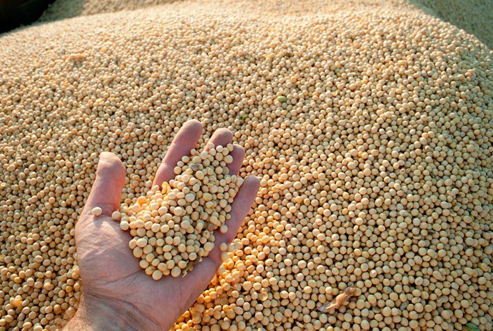 Soja inicia semana em baixa na Bolsa de Chicago ainda pressionada pelos mercados avessos ao risco