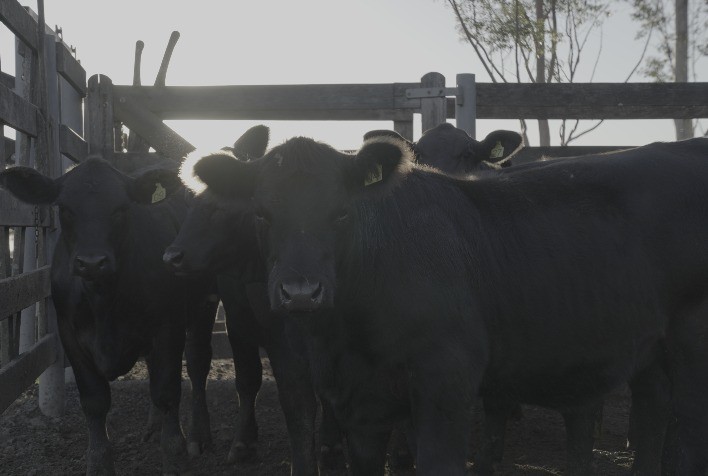 Rincon del Sarandy levará 8 trios e duas duplas à Expoutono em Uruguaiana