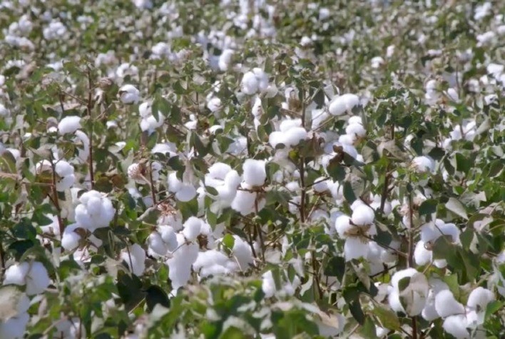 Outonobenéfic: o para o algodão e desafiador para o milho