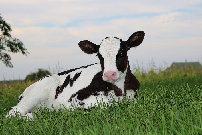 BOVACILLUSTM: Chr Hansen lança probiótico para ruminantes