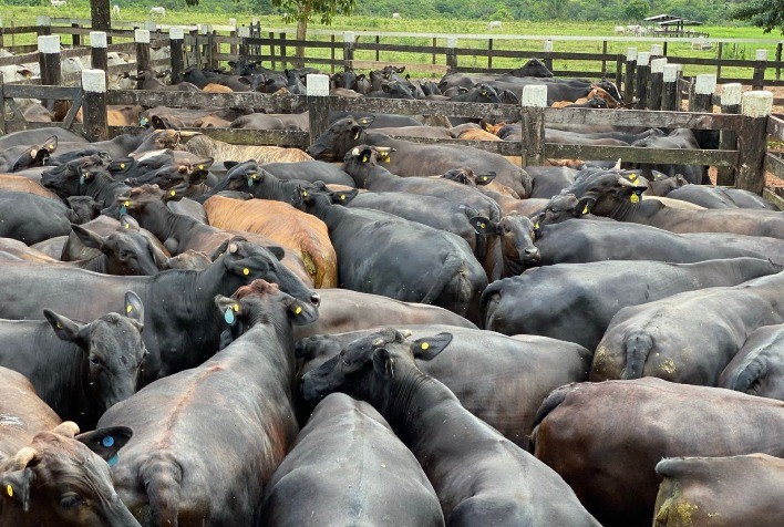 Fazenda no Pará atinge 67% de taxa de prenhez com embriões