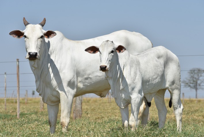 Leilão Nelore JOP oferta 265 animais Nelore importados da Índia, em 15 de maio