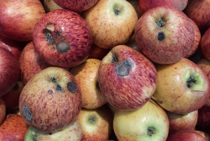 Maçã 2022-23: Sarna-da-macieira e outras doenças da cultura requerem manejo preventivo, apontam estudos